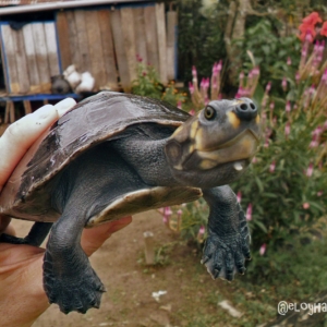 Foto de Leticia, Amazonas