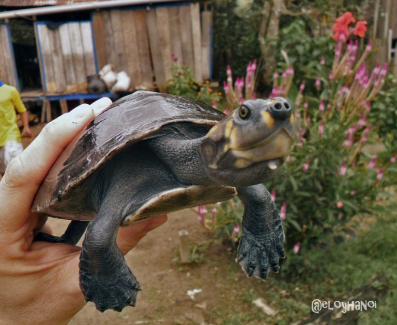 Foto de Leticia, Amazonas en Colombia