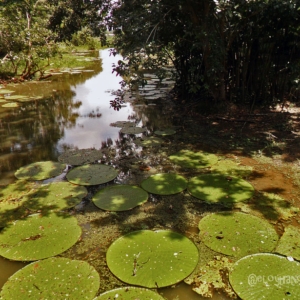 Foto de Leticia, Amazonas