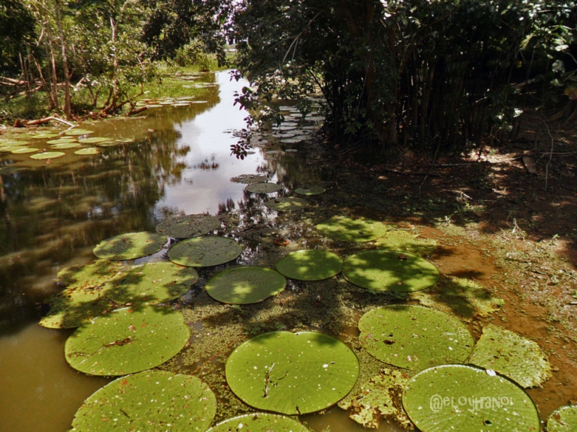 Foto de Leticia, Amazonas en Colombia