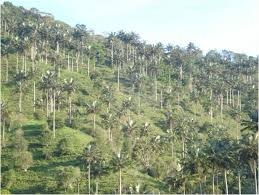 Foto de Chaguaní, Cundinamarca