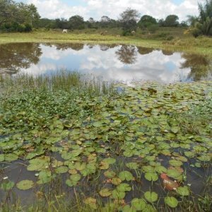 Foto de Galeras, Sucre